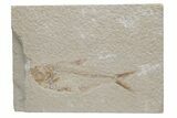 Fossil Fish (Diplomystus) - Green River Formation #224655-1